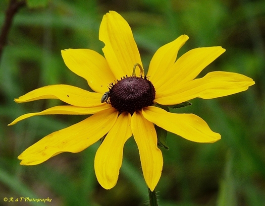 {Rudbeckia hirta}